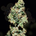 FASTBUDS - Green Crack Auto