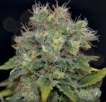 CBD Seeds - Auto Yumbolt