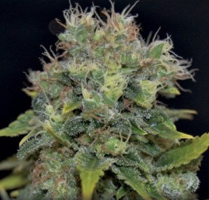 CBD Seeds - Auto Yumbolt