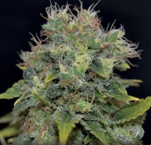 CBD Seeds - Auto Yumbolt