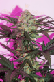 DUTCH PASSION - Auto Night Queen®