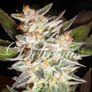 DELICOUS SEEDS - Cheese Candy Auto