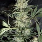AMARANTA SEEDS - Silver Haze