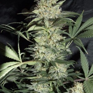 AMARANTA SEEDS - Silver Haze