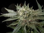 DINAFEM - Roadrunner #2 Autoflowering