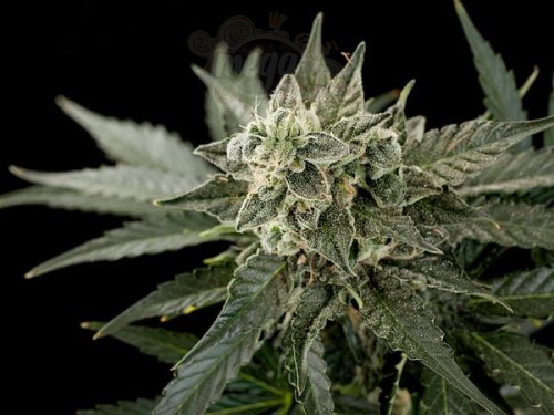 DINAFEM - Roadrunner #2 Autoflowering