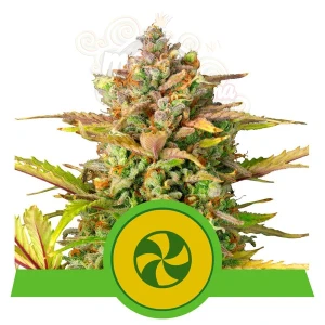 ROYAL QUEEN SEEDS - Sweet ZZ Auto