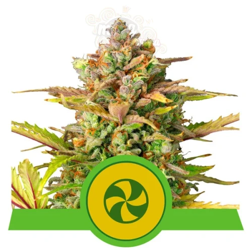 ROYAL QUEEN SEEDS - Sweet ZZ Auto