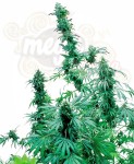 SENSI SEEDS - Early Skunk ®