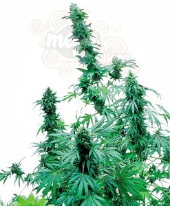 SENSI SEEDS - Early Skunk ®