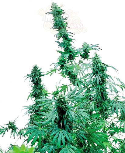 SENSI SEEDS - Early Skunk ®
