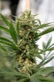 DINAFEM - Sweet Deep Grapefruit