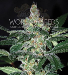 WORLD OF SEEDS - Amnesia