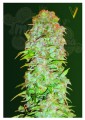 Victory Seeds - Auto AK-77V