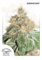 DUTCH PASSION - Auto Colorado Cookies®