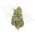 ROYAL QUEEN SEEDS - Amnesia Haze®