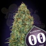 00 SEEDS BANK - Blueberry