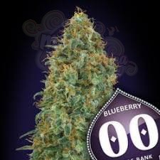00 SEEDS BANK - Blueberry