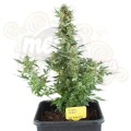 ROYAL QUEEN SEEDS - Royal Dwarf Automatic