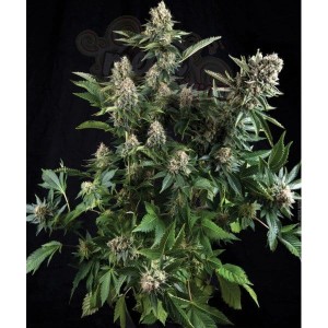 PYRAMID SEEDS - White Widow