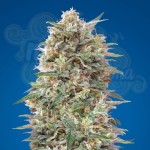 00 SEEDS BANK - California Kush