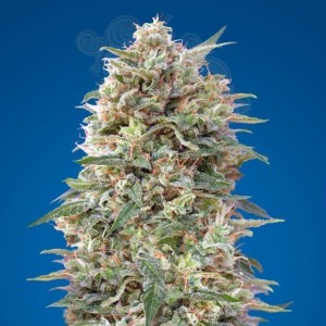 00 SEEDS BANK - California Kush