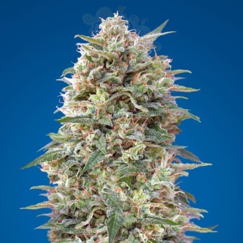 00 SEEDS BANK - California Kush