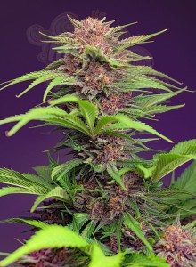 Sweet Seeds - Red Mimosa XL Auto