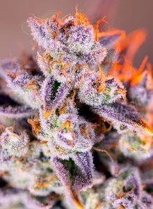Sweet Seeds - Tropicanna Poison XL Auto