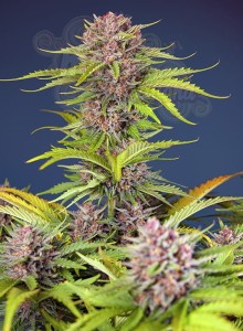 Sweet Seeds - Mimosa Bruce Banner XL Auto