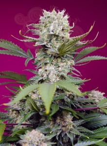 Sweet Seeds - Sweet Mandarine Zkittlez XL Auto