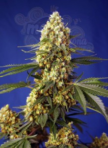 Sweet Seeds - Strawberry Banana Gelato XL Auto