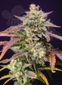 Sweet Seeds - Purple Punch OG XL Auto