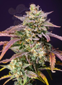 Sweet Seeds - Purple Punch OG XL Auto