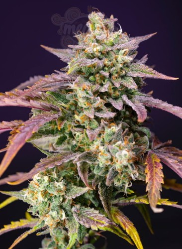 Sweet Seeds - Purple Punch OG XL Auto