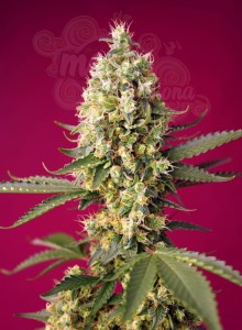 Sweet Seeds - Skywalker OG Runtz XL Auto