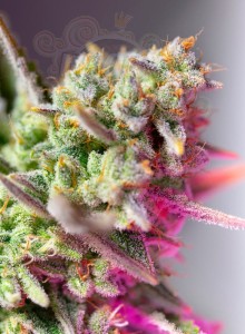 Sweet Seeds - Sweet Mimosa XL Auto