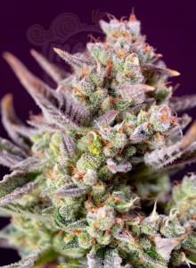 Sweet Seeds - Sweet Zenzation XL Auto