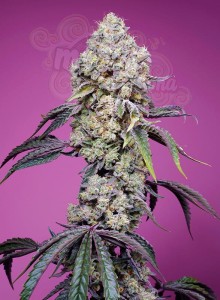 Sweet Seeds - Sweet Mandarine Zkittlez F1 Fast Version