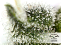 DUTCH PASSION - Auto Euforia®