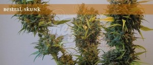 ELITE SEEDS - Bestial Skunk