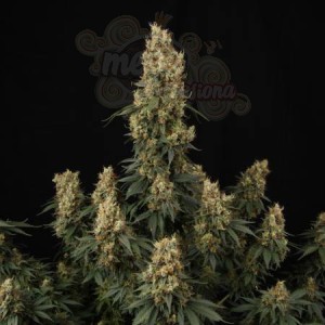 PARADISE SEEDS - Mendocino Skunk