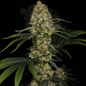 PARADISE SEEDS - L.A. Amnesia
