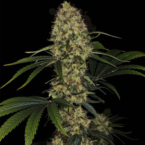 PARADISE SEEDS - L.A. Amnesia
