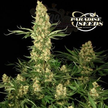 PARADISE SEEDS - Californian Gold