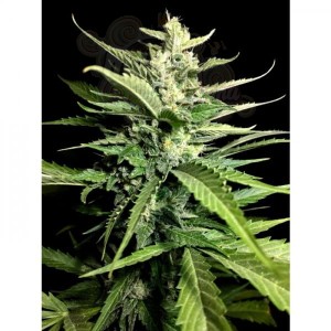 PARADISE SEEDS - Auto Kong 4