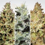 PARADISE SEEDS - Sativa Champions Pack