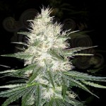 PARADISE SEEDS - Dutch Kush