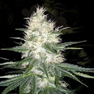 PARADISE SEEDS - Dutch Kush