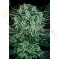 PARADISE SEEDS - Durga Mata II CBD